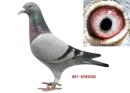 ge