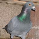 ���ȹ������156