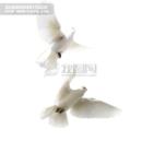 ���Ӹ���