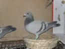 �Ҷ��ͣ�����ھ�֮Ů