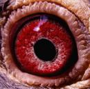 �ָ��۾���1��