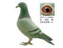 ���Ӵ��ǹھ�
