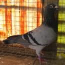 ��ĸ�㽭Ǯ��Դ