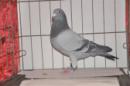 ����鳲��