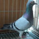 �����ִƣ�̨����