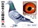2010�����˹������175��