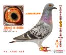 ³�Ǹ�������