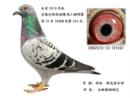 �Ϸʿ��蹫�����264��