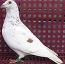 �Ǿ�(�Ĺ�ǿ�˲���)