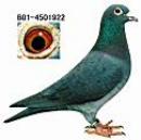 �����ָ�