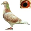 �����ָ�