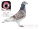 ��ľ��206