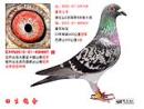 田生鸽舍-中国信鸽信息网 www.chinaxinge.com