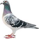 ������ԭ��