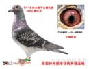 CHN2011-01-065309