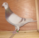 �����˹*��������