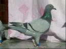 �ٺ���ɹһֻ