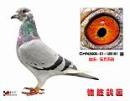 11�귽Բ˳������ھ�ĸ��