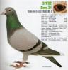 Ӣ��˹231