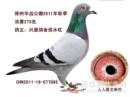 201116077895