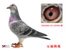 CHN2005-01-455938