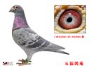 CHN2006-05-304906