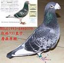 ղɭԭ����731ֱ��