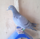 Ļ����*����