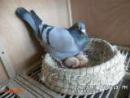�¹�����ԭ��