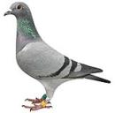 ����-�ɸ�Ů��