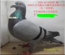 ���231��