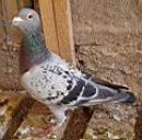 300�����ھ�