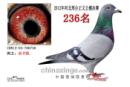 ����236����̨