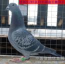 ���ܸ����ָ�