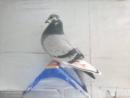 ͼƬ