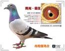 �˸��Ǳ����»�¡�ɹ����ϰ�Ƚ������������룬�ǲ���12���ĸ�