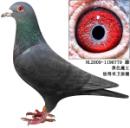 ��ɫħ����������