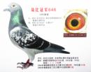 ɱȹھ646