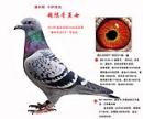 ���޺�ֱŮ