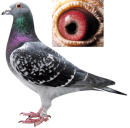 ������˫���ɼ�˼��ֱ�ӣ�