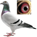 ����һ����Ů