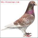 ��ɫ���޷�--���˹46�Ĵ�