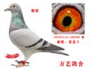 �ھ�С��