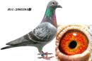 ��Ů381