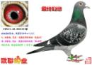 �������硱X����Ů�ɡ�ֱ