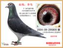 李鸟 超远程