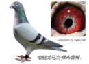 �����ؼ��ָ루������ڣ�