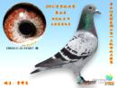 �رȻ�7��