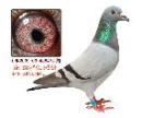 Ӣ��˹231