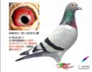 ȫ���ܹھ�  �Ĺ�5��